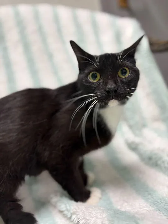 A young medium-sized female Domestic Short Hair cat named Mable for adoption in Jackson, MI