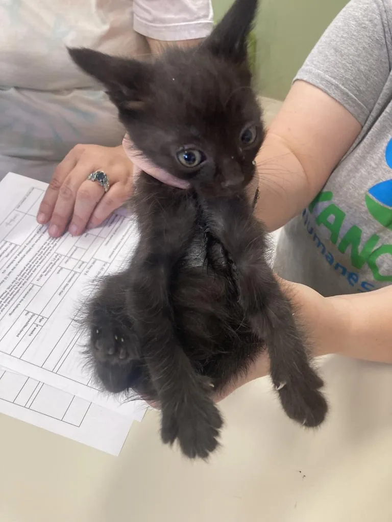 A baby medium-sized male Domestic Short Hair cat named Rumba for adoption in Burnsville, NC