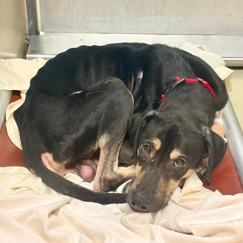 An adult medium-sized male Brown / Chocolate Black and Tan Coonhound dog named Hank for adoption in West Chester, PA