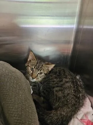 A baby small-sized male Domestic Short Hair cat named Snuggles for adoption in Independence, MO