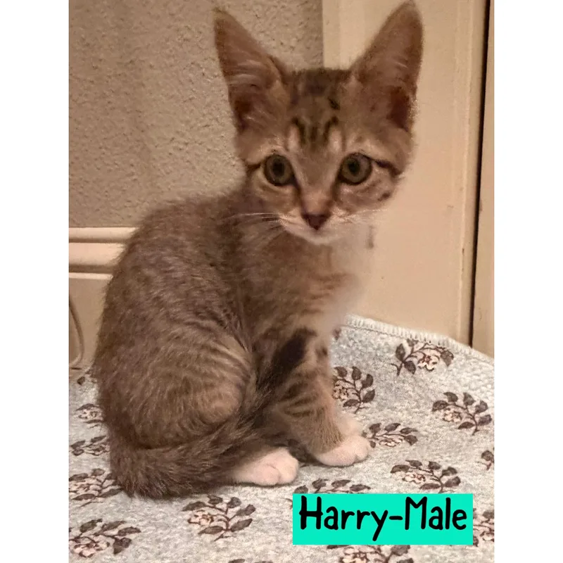 Harry