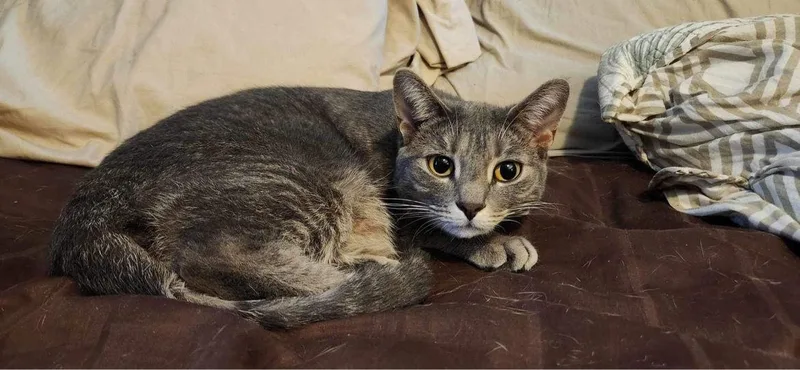 Mink  Ad thumbnail 3