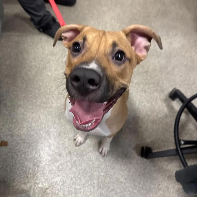A young medium-sized female Brown / Chocolate Mixed Breed dog named Claudia for adoption in Jacksonville, FL