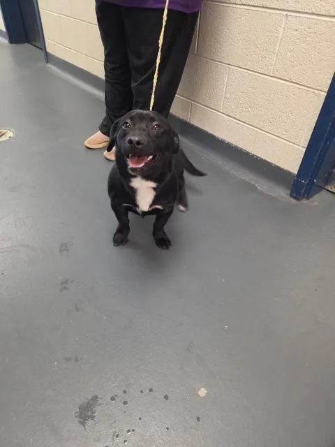 A young small-sized male Dachshund dog named Ferdinand for adoption in Fincastle, VA