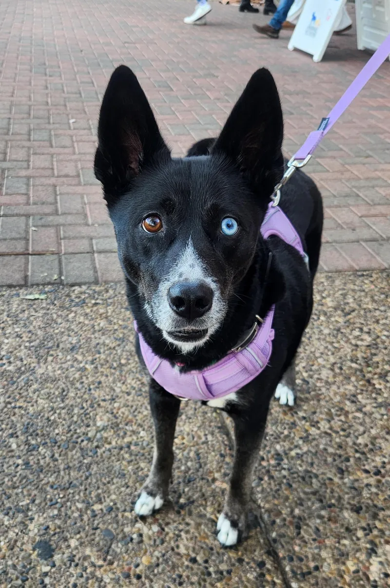 Luna Black thumbnail 2