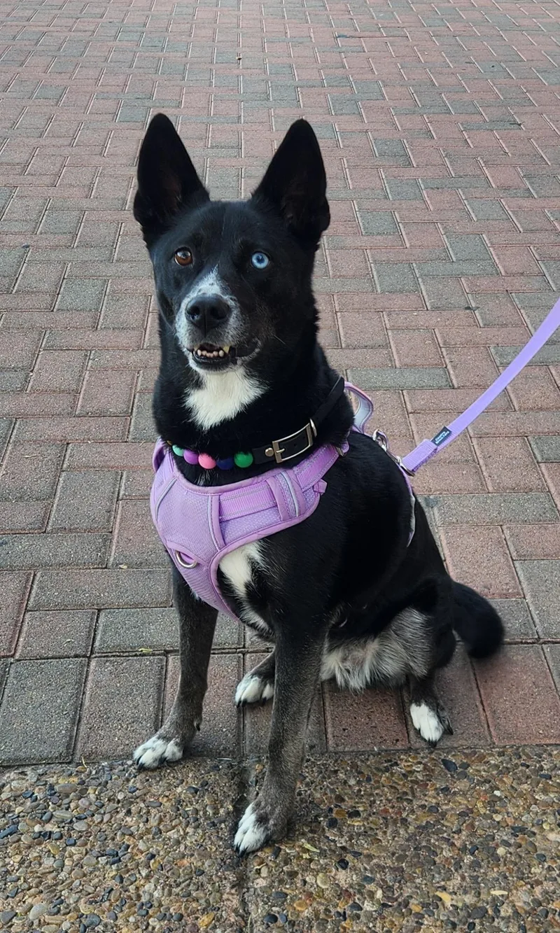 Luna Black thumbnail 4