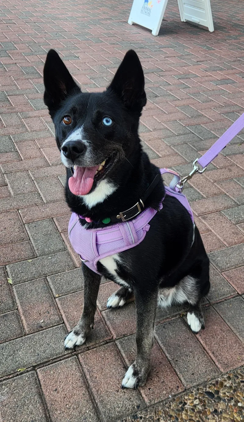 Luna Black thumbnail 5