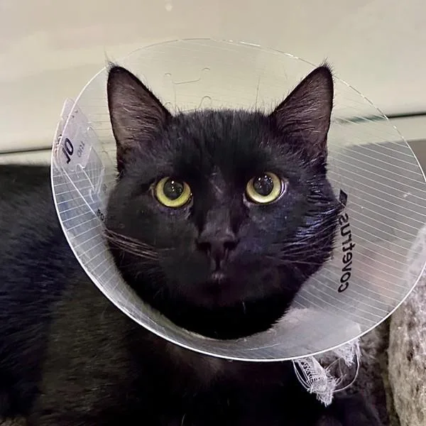 A young small-sized male Domestic Short Hair cat named Biggie Smalls for adoption in Walnut Creek, CA