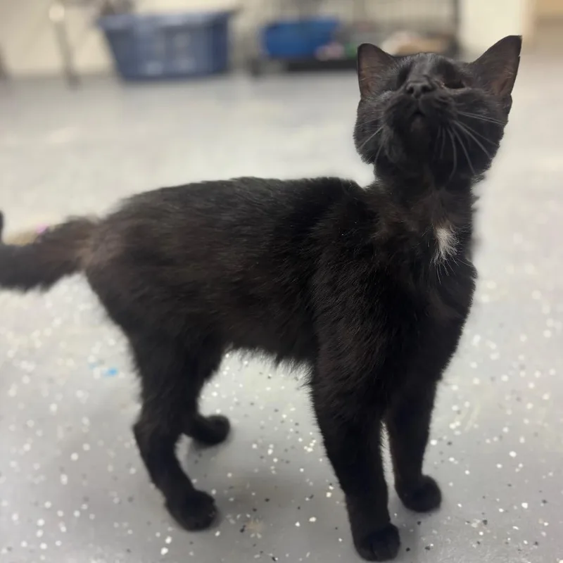 An adult medium-sized female Black Domestic Short Hair cat named Karen for adoption in Marshalltown, IA