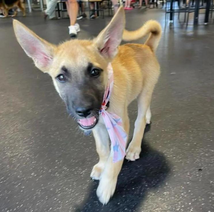 A baby medium-sized male Yellow / Tan / Blond / Fawn Shepherd dog named Nico for adoption in Lincoln, NE