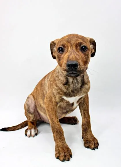 A baby medium-sized male Beagle dog named Evren for adoption in Morton Grove, IL