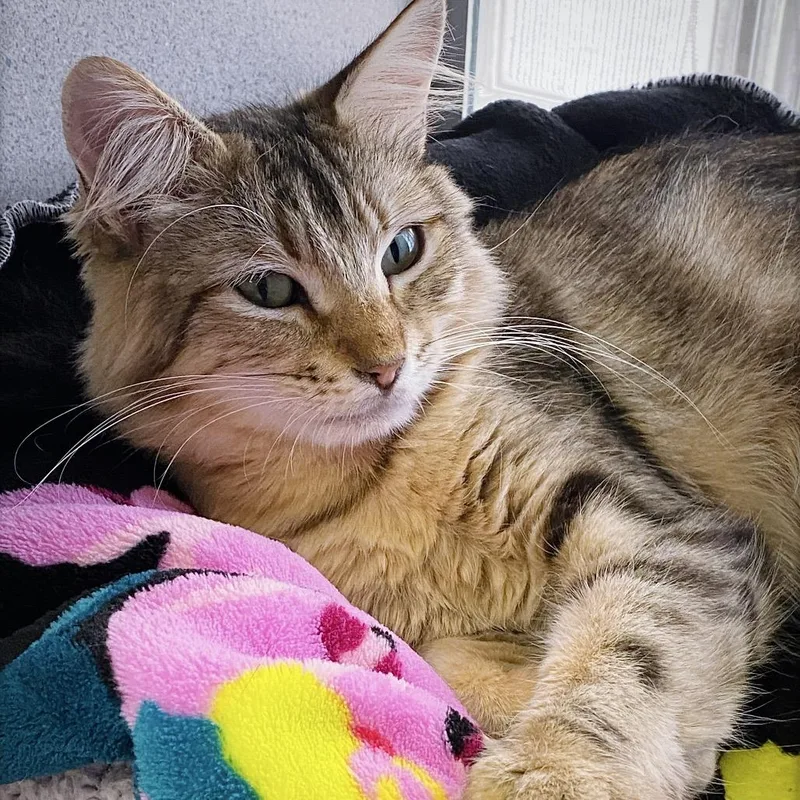 An adult medium-sized female Brown / Chocolate Domestic Medium Hair cat named Cordelia for adoption in Huntsville, AL