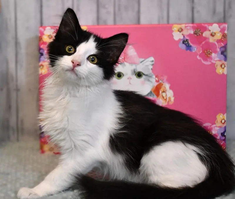 A baby small-sized female Domestic Long Hair cat named Kami for adoption in Roanoke, TX