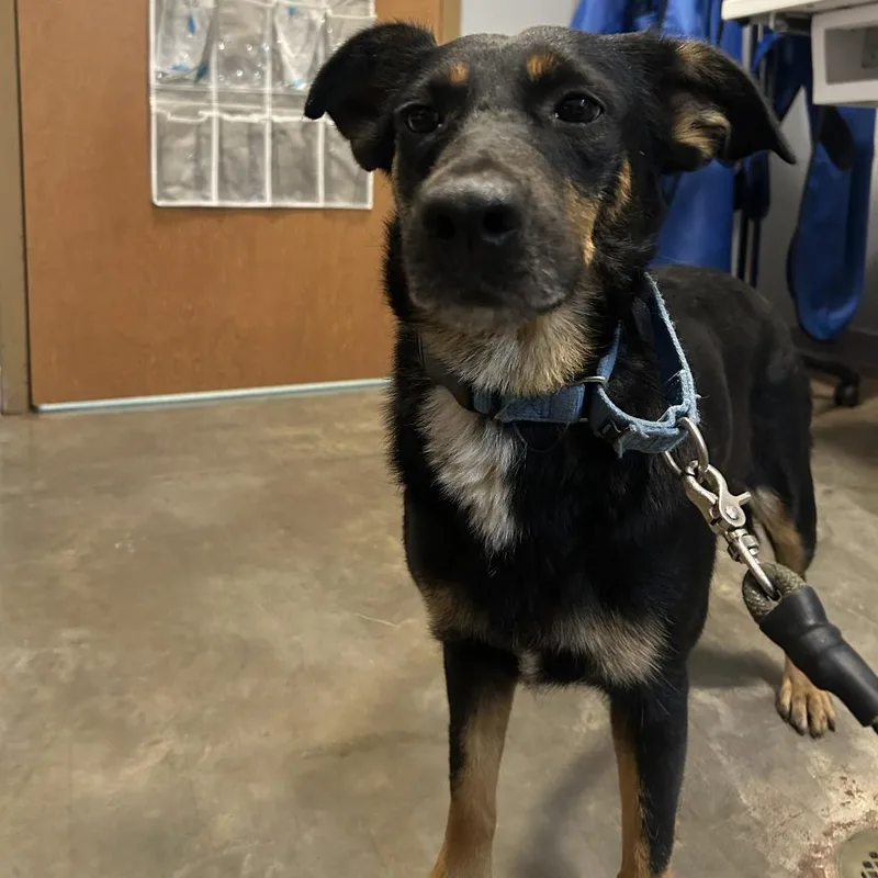 An adult medium-sized female Black Terrier dog named Firefly for adoption in Cabot, AR