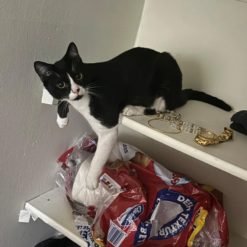 A young medium-sized male Black Domestic Medium Hair cat named Bruce for adoption in West Palm Beach, FL