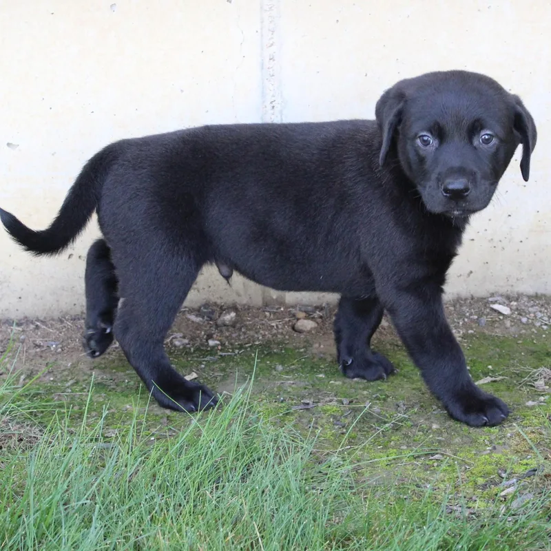 A baby medium-sized male Black Labrador Retriever dog named Cliff for adoption in Eaton, OH
