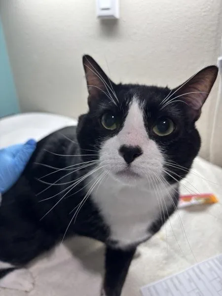 An adult small-sized male Domestic Short Hair cat named Mookie for adoption in Sherwood, OR