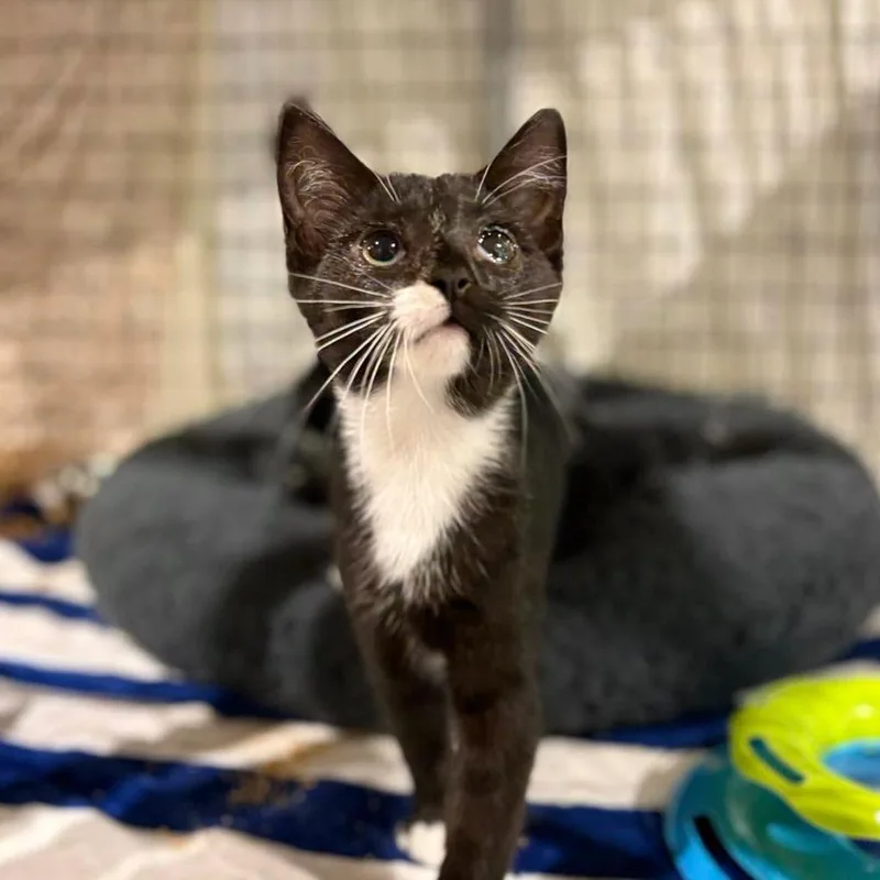 A baby small-sized female Black Domestic Medium Hair cat named Laura for adoption in Lynchburg, VA