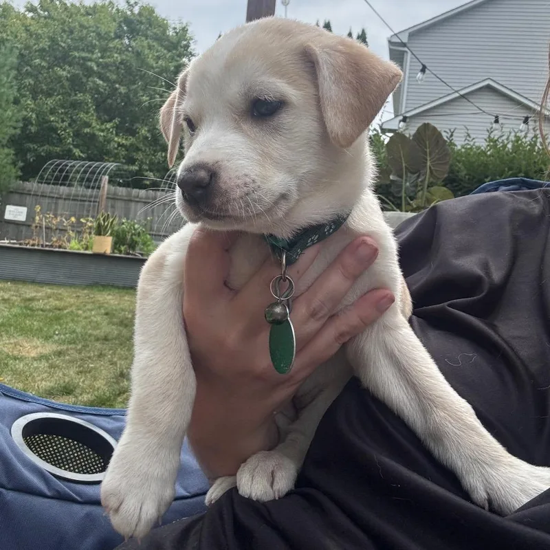 A baby small-sized female Yellow / Tan / Blond / Fawn Mixed Breed dog named Echinacea for adoption in Buffalo, MN