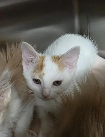 A baby small-sized female Domestic Short Hair cat named Moxxi for adoption in Clinton, MO