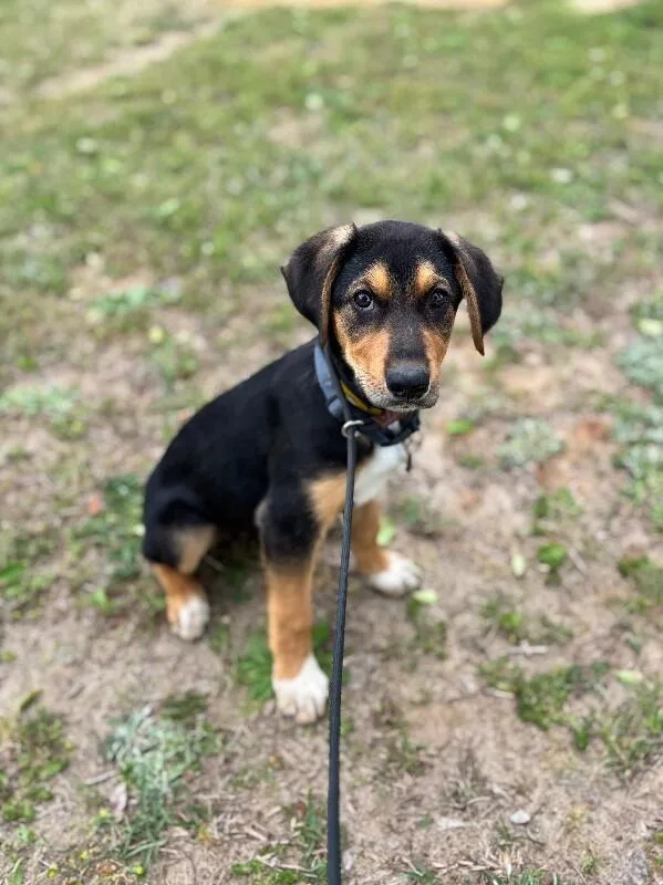 A baby medium-sized male Tricolor (Brown, Black, & White) Beagle dog named Duke for adoption in Aiken, SC