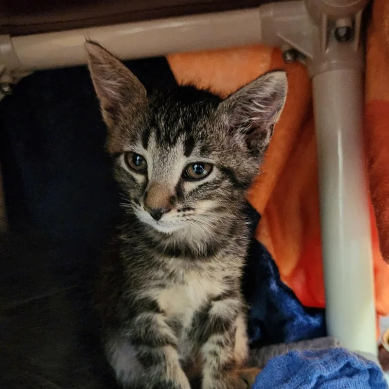 A baby small-sized male Brown / Chocolate Domestic Short Hair cat named Fozzie Bear for adoption in Grand Rapids, MI