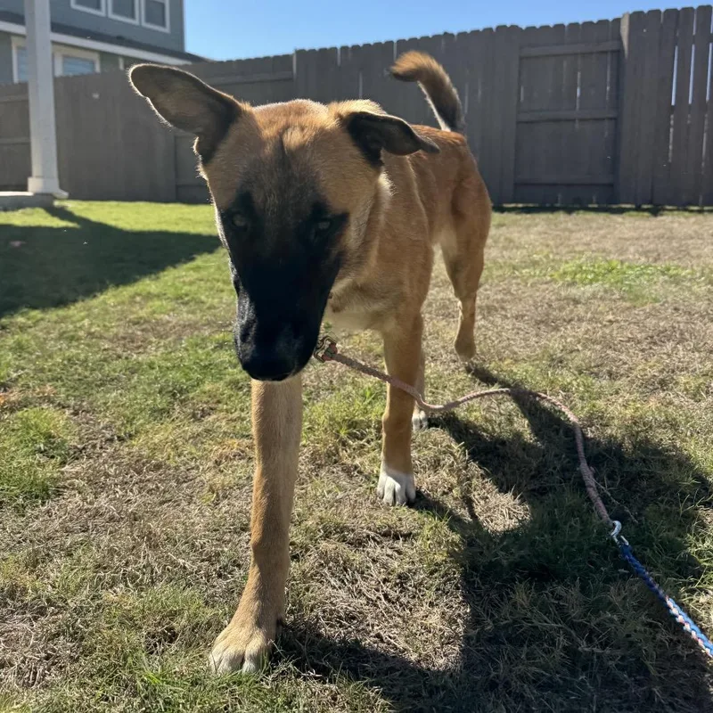 A young medium-sized female Yellow / Tan / Blond / Fawn German Shepherd Dog named Lucky Penny for adoption in Austin, TX