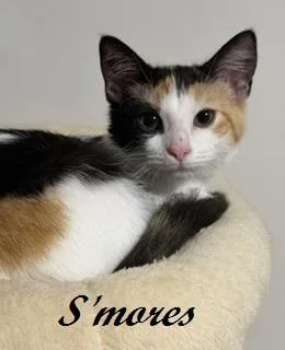 S'mores thumbnail 4