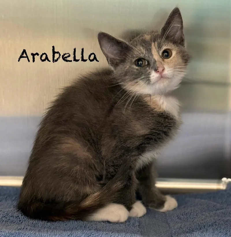 A baby medium-sized female Dilute Calico Domestic Short Hair cat named Arabella for adoption in Pawleys Island, SC