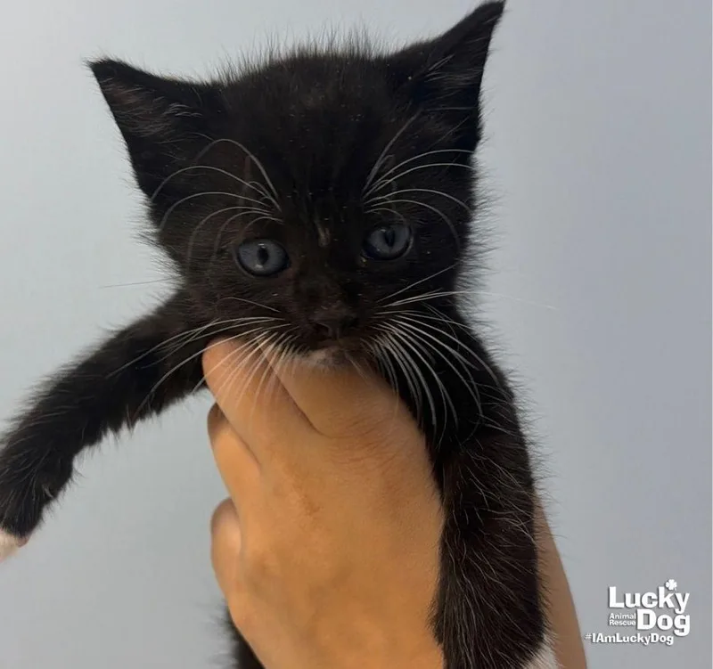 A baby medium-sized male Black & White / Tuxedo Domestic Short Hair cat named Stewie for adoption in Washington, DC