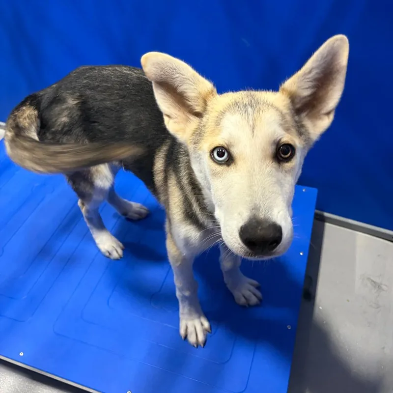 A baby medium-sized male Gray / Blue / Silver Husky dog named Wylie Kcac . for adoption in Kerrville, TX