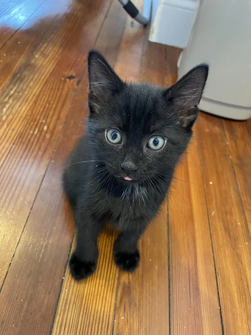 A baby small-sized male Black Domestic Short Hair cat named Frodo for adoption in Philadelphia, PA