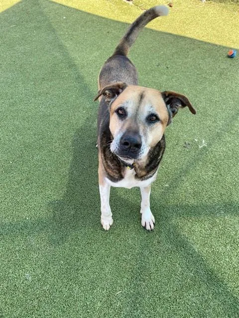 An adult large-sized male Labrador Retriever dog named Brian for adoption in Pasadena, TX