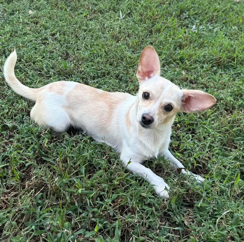 A baby small-sized female Chiweenie dog named Rabbit for adoption in Smyrna, GA