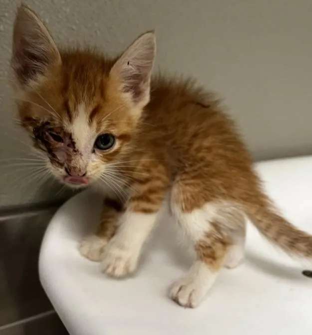 A baby small-sized male Domestic Short Hair cat named Muscari for adoption in Tracy, CA