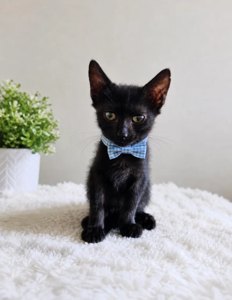 A baby small-sized male Domestic Short Hair cat named Astro for adoption in Houston, TX