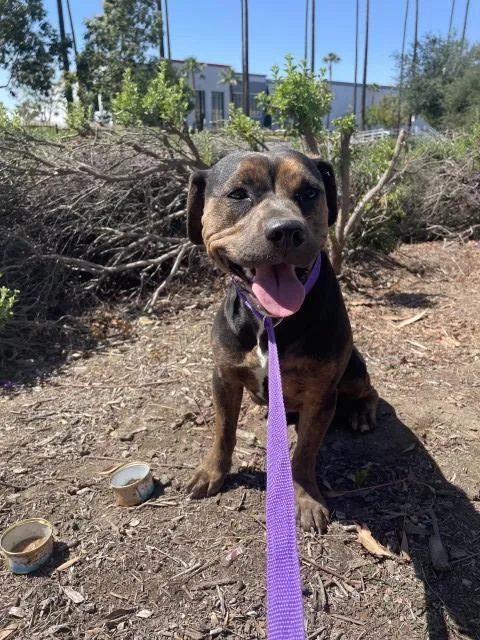 A young medium-sized female Boxer dog named Brooke for adoption in Redlands, CA