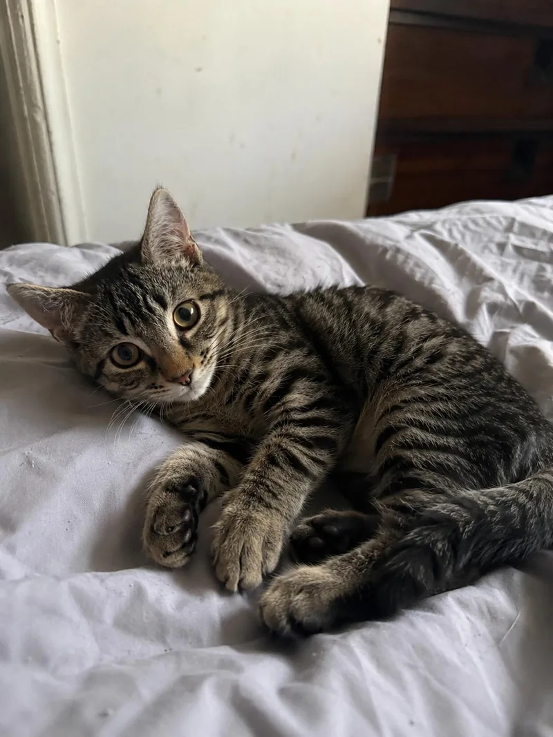 A baby medium-sized male Domestic Short Hair cat named Cromwell for adoption in Rochester, NY