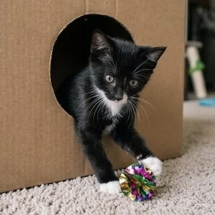 A baby small-sized male Domestic Short Hair cat named Nyne for adoption in Bentonville, AR