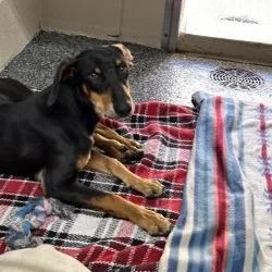 An adult small-sized male Black Mixed Breed dog named Chandler for adoption in Buchanan Dam, TX