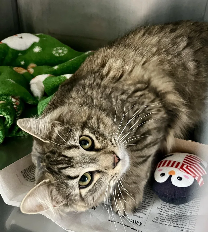 An adult medium-sized female Tabby (Brown / Chocolate) Domestic Medium Hair cat named Mytho for adoption in Seville, OH