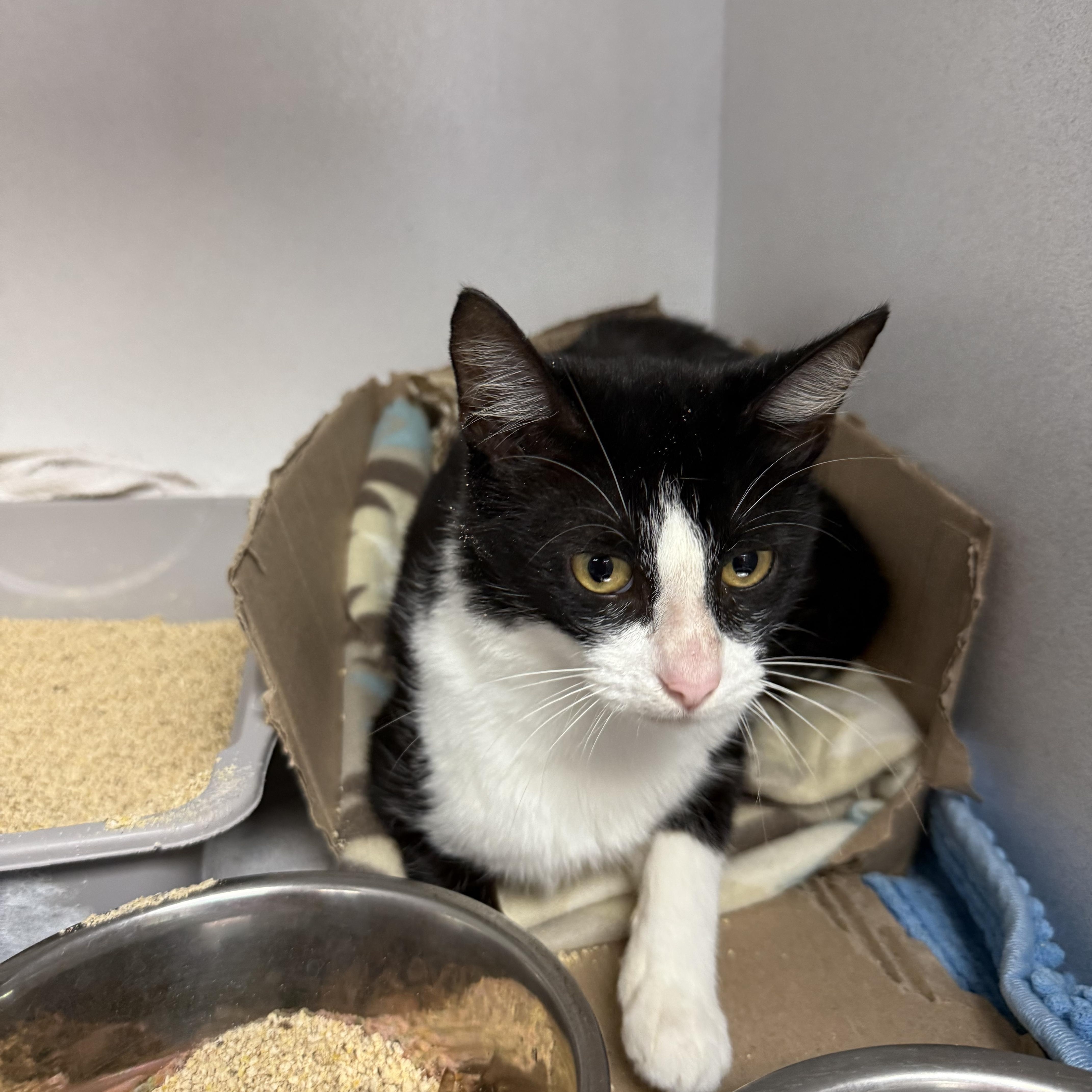 An adult medium-sized female Tuxedo cat named Delilah for adoption in Columbia, SC