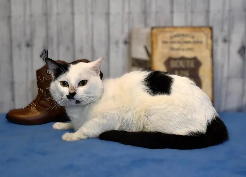 A young medium-sized male Domestic Short Hair cat named Mustachio for adoption in Roanoke, TX