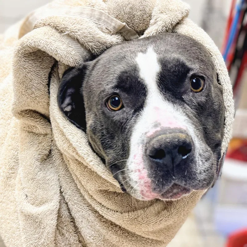 An adult large-sized female Pit Bull Terrier dog named Inari for adoption in Oakland, CA