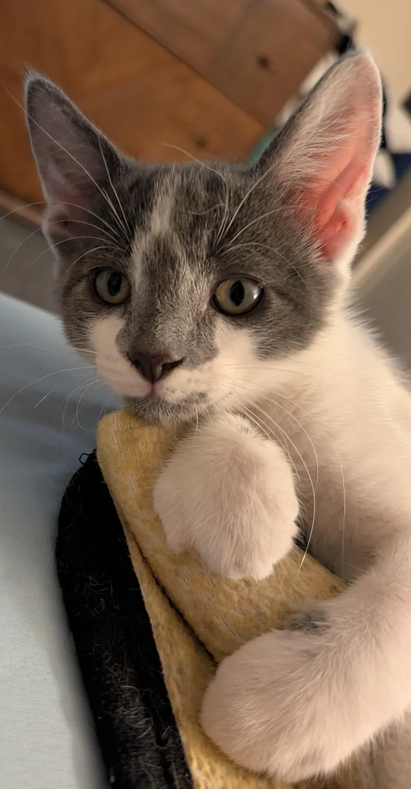 A baby medium-sized male Gray & White Domestic Short Hair cat named Daggert for adoption in Concord, CA