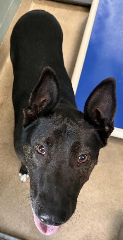 A young large-sized female Retriever dog named Daisy May for adoption in Oakland, CA