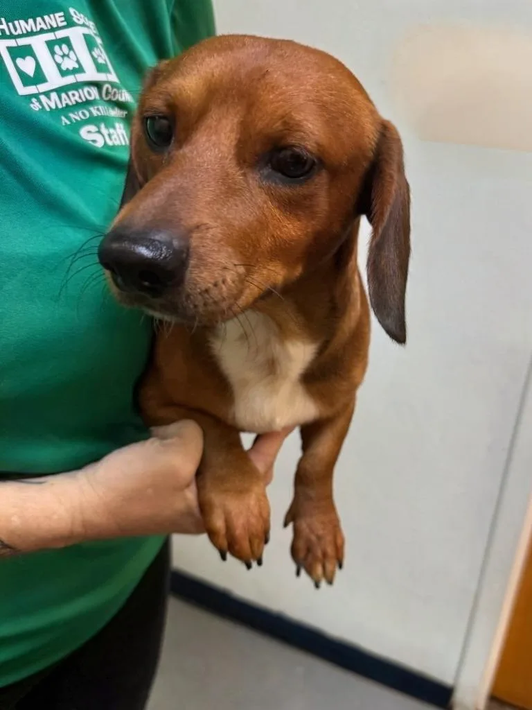 An adult small-sized male Mixed Breed dog named Odie for adoption in Ocala, FL