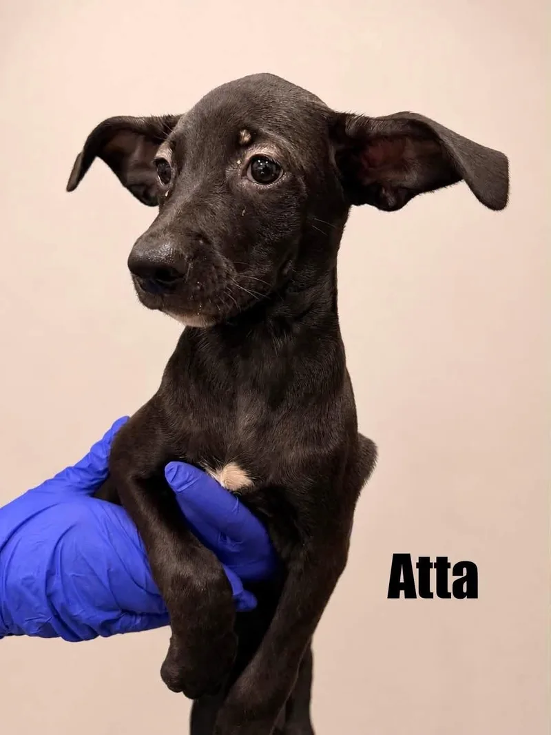 Atta