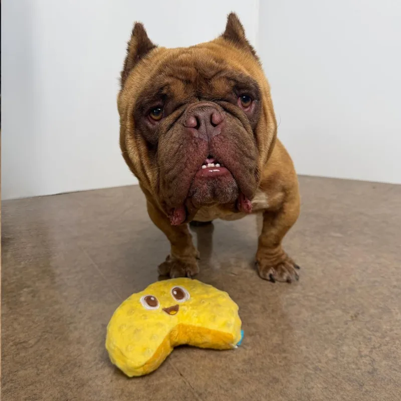 An adult small-sized male Brown / Chocolate French Bulldog dog named Hugo for adoption in Palm Springs, CA