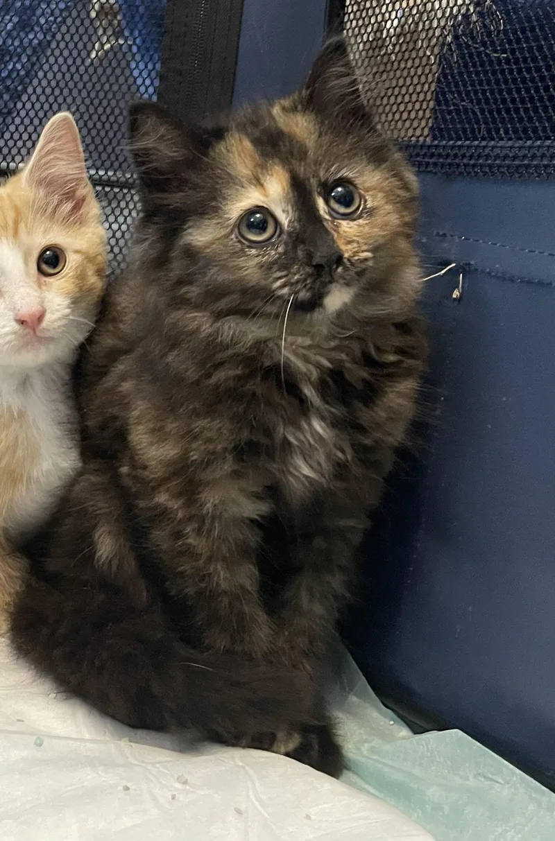 A baby medium-sized female Tortoiseshell Domestic Long Hair cat named July for adoption in Colonia, NJ